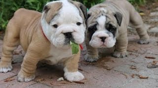 Olde English Bulldogge Dog amp Puppies information Video  Animal Videos [upl. by Quinta437]