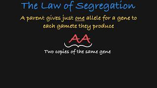 Mendels Law of Segregation Explained [upl. by Acinoj731]