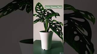 Swiss Cheese Plant swiss cheese plants monstera adansonii [upl. by Petronia]