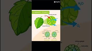 Opening and closing of stomata nature Learn with saba biology botany [upl. by Serene844]