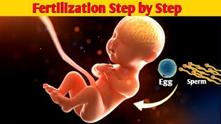 😍🩺Conception Explained From Ovulation to Fertilization  Fertilization of Egg and Sperm in Humans [upl. by Pamelina460]