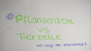 Der Unterschied zwischen Tierzelle und Pflanzenzelle  Lerntippsammlungde [upl. by Shoshanna]