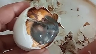 Eating balut or fertilized egg embryo  exotic food [upl. by Nrev410]