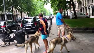 expo canina italia perro lobo checoslovaco [upl. by Alam]