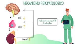 Alteraciones suprarrenales  Enfermedad de Addison y Cushing  Fisiopatología [upl. by Yraek]