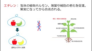 64高校生物「植物の環境応答⑤〜色々なホルモン〜」2023 [upl. by Weikert]