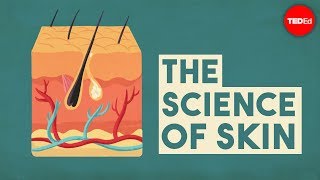 The science of skin  Emma Bryce [upl. by Adhern270]