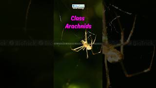 Classification  Class Arachnids  IGCSE Biology 0610 O Level A Level   Arthropods igcsebiology [upl. by Ykcin726]