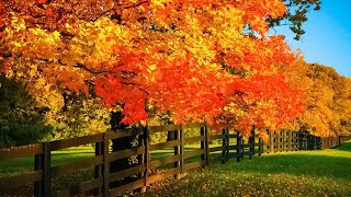 Beautiful Relaxing Music  Soothing Autumn Melodies Mindful and Peaceful Piano Instrumental Music [upl. by Guinna]