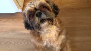 Talking Shih Tzu [upl. by Whitelaw]