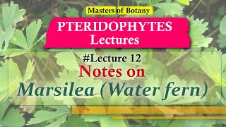 Lecture 12  Marsilea Water fern Life Cycle  Pteridophyta Lecture Notes [upl. by Eisyak]