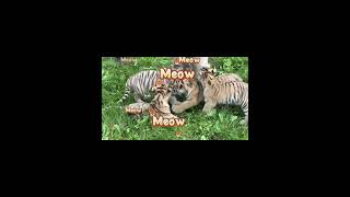 Cuter Than Kittens Heilongjiangs Rare Tiger Cubs Will Steal Your Heart [upl. by Vaclav10]