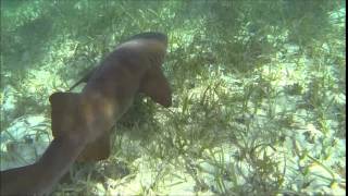 Requin nourrice au Belize dans les Silk Cayes [upl. by Trask]