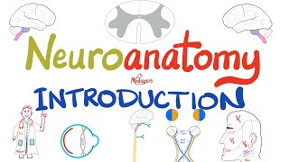 Introduction to Neuroanatomy  Learn the Basics  Neuroanatomy Playlist [upl. by Beltran]