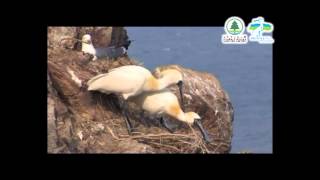 A Glimpse of the Breeding Blackfaced Spoonbill English [upl. by Dnomzed]