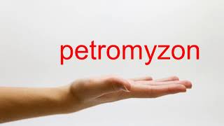 How to Pronounce petromyzon  American English [upl. by Whittemore]