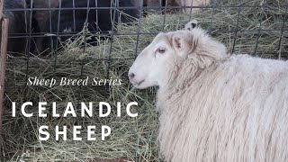 Icelandic Sheep  Sheep Breed Series [upl. by Kilgore649]