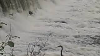 Keene NH Ashuelot River Park Crane [upl. by Euqirat914]