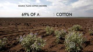 Cotton farmers feel the worst of Texas drought [upl. by Llert]