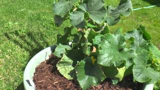 Patio Snacker Cucumber plant [upl. by Hooke]