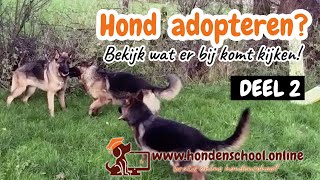 Hond adopteren deel 2  start voertraining [upl. by Carolan]