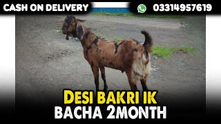 Desi bakri ik bacha 2month ka For SaleCargo All Over PakistanContact Number 0331 4957619 [upl. by Jarvis773]