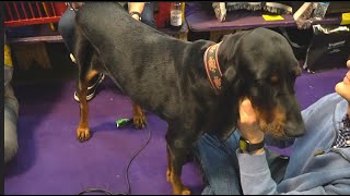 Black and Tan Coonhounds at Westminster Kennel Club Dog Show 2020 [upl. by Onibas215]