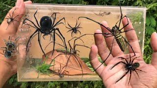 hunting spider in the wild‼️catch a lot of weaver spider giant golden orb spider jump spider [upl. by Bernette66]