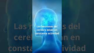 Las neuronas del cerebro están en constante actividad [upl. by Ahsiekim]