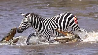 Brave Zebra Fights Off Five Crocodiles And Survives [upl. by Suilenroc]