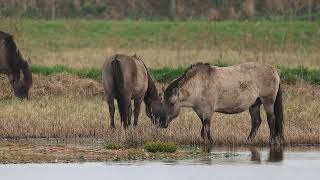 Konik Ponies [upl. by Noah]