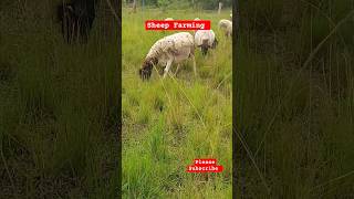 Easy and Simple farming Sheep rearing farming Sheep dorper shorts [upl. by Ahseket35]