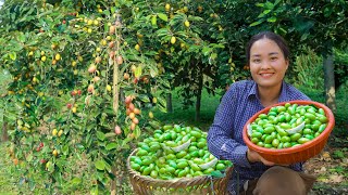 Harvesting Oleaster Fruit Goes to Countryside Market Sell  Free farm life Cooking Gardening Farm [upl. by Euqinobe43]