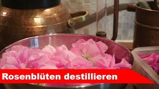 🌷 Rosenblüten destillieren 🌻  ätherisches RosenÖl und Hydrolat selber machen  diSTILLed [upl. by Aym]