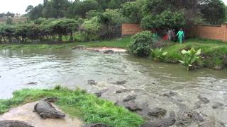 Feed Crocodiles in Antananarivo Madagascar [upl. by Seigel]