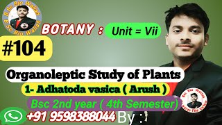 1 Adhatoda Vasica  Organoleptic Study of Plants  adhatodavasica organolepticstudyofplants [upl. by Iluj530]