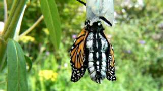 Monarch Butterfly Danaus plexippus Emerging from Chrysalis [upl. by Relyat537]