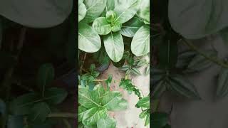 Sadabahar ka paudha ghar mein lagane se kya hota haishortvideo plants followers [upl. by Malvino]