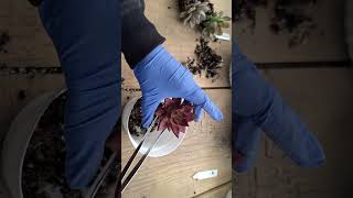 Agavoide Romeo Rubin suculents plantas suculentas jardin plants shortvideo viral mexico [upl. by Hime]