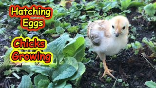 Hatching Eggs  Chicks Growing [upl. by Holmes]