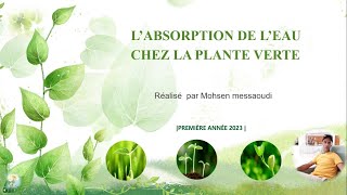 Labsorption de leau chez la plante verte [upl. by Harvey]