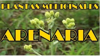 Arenaria Propiedades Arenaria Planta Medicinal [upl. by Sitof263]