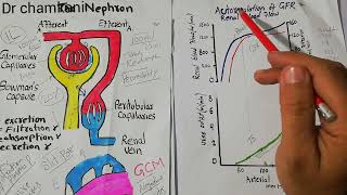 Importance of GFR and renal blood flow Autoregulation  Renal system lecture 74 [upl. by Arawaj]