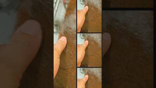 Cow hide rug from IKEA shorts youtubeshorts trendingshorts trendingsong viralshorts travel [upl. by Kyla]