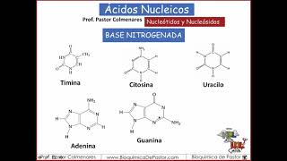 Nucleótidos y Nucleósidos  Ácidos nucleicos parte II [upl. by Hanas]