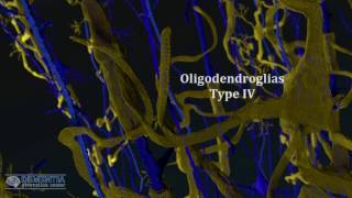 oligodendrocytes in alzheimers [upl. by Orme611]