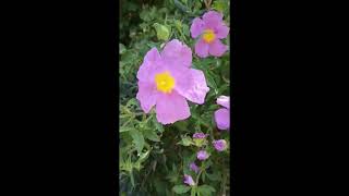 Organic Cistus creticus by tofillo [upl. by Dahl419]