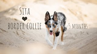 Sita Border Collie ♥ 5 months [upl. by Adroj919]