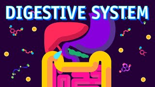 How our Digestive System Works [upl. by Lud564]