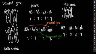 Autosomal linkage A Level CIE [upl. by Epilihp]